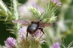 Xylocopa violacea