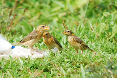 Ploceus manyar
