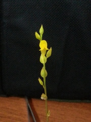 Utricularia erectiflora