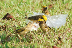 Ploceus manyar