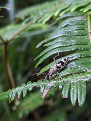 Chlorophorus signaticollis