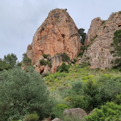 Euphorbia squamigera