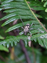 Chlorophorus signaticollis