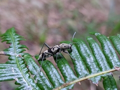 Chlorophorus signaticollis