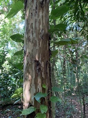 Plinia edulis