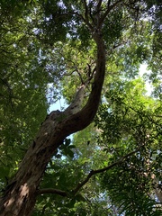 Plinia edulis
