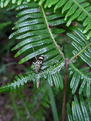 Chlorophorus signaticollis