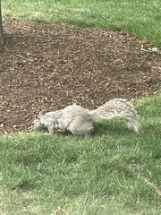 Sciurus carolinensis