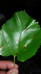 Cercospora