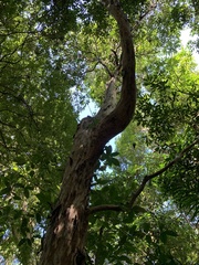 Plinia edulis