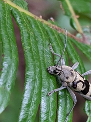 Chlorophorus signaticollis