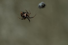 Parasteatoda lunata