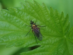 Poecilobothrus nobilitatus