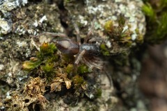 Porrhoclubiona leucaspis