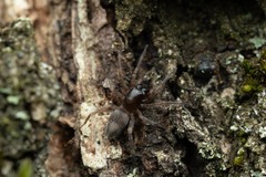 Porrhoclubiona leucaspis