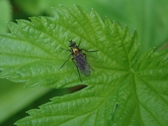 Poecilobothrus nobilitatus
