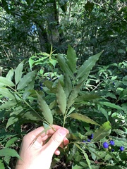 Psychotria leiocarpa