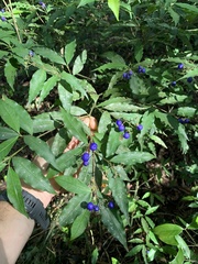 Psychotria leiocarpa
