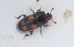 Ipidia binotata
