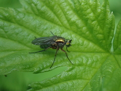 Poecilobothrus nobilitatus