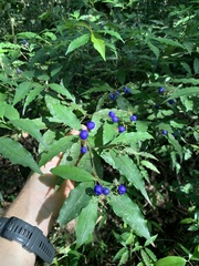 Psychotria leiocarpa