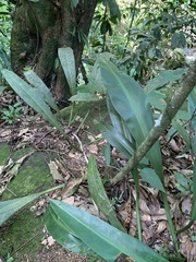 Philodendron crassinervium