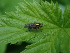 Poecilobothrus nobilitatus
