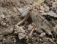 Ephemera vulgata