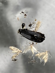 Walshia miscecolorella
