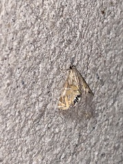 Petrophila daemonalis