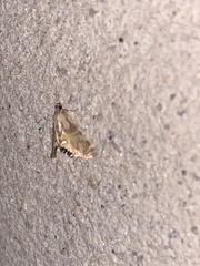 Petrophila daemonalis