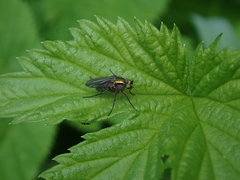 Poecilobothrus nobilitatus