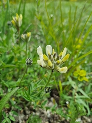 Astragalus zingeri
