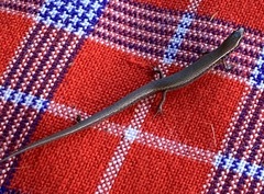 Panaspis maculicollis