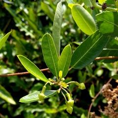 Gymnanthera oblonga