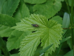Poecilobothrus nobilitatus