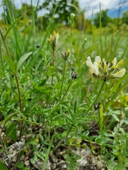 Astragalus zingeri