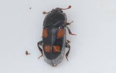 Ipidia binotata