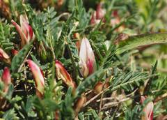 Astragalus balearicus