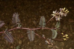 Astragalus inyoensis