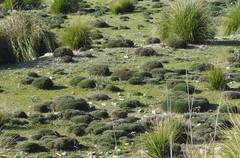 Astragalus balearicus