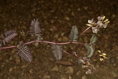 Astragalus inyoensis