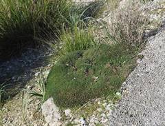 Astragalus balearicus