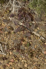 Astragalus inyoensis