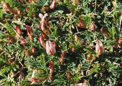 Astragalus balearicus