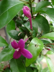 Pseuderanthemum laxiflorum