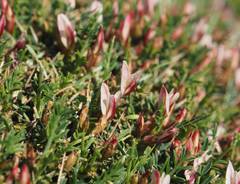 Astragalus balearicus