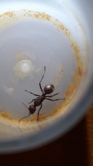 Polyrhachis thrinax