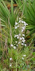 Penstemon multiflorus