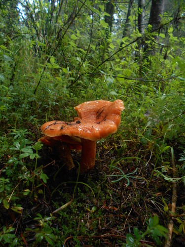 Salmon milkcap